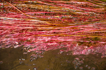 Dive into a stunning underwater paradise. Experience the beauty of delicate pink roots swaying in the river. Get lost in the mesmerizing flow of a mountain stream.の写真素材