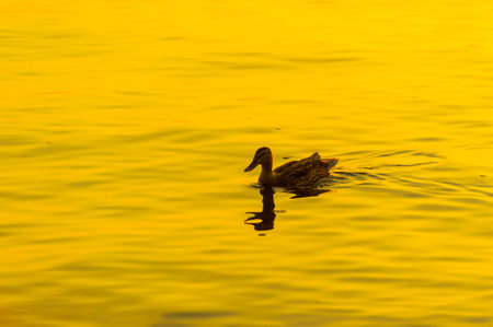 Peaceful and serene scene with ducks swimming in the river. The setting sun creates the perfect backdrop for a relaxing moment.の写真素材