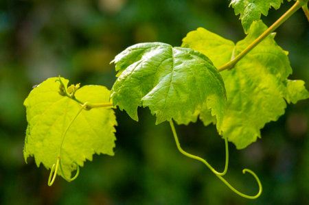 Get ready to impress with this charming vine that will add a vibrant touch of green to your surroundings.の写真素材