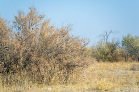Autumn, Steppe. Prairies. Peace of mind in solitude Plunge into the atmosphere of autumn among the endless prairies. Nature Nurturesの写真素材