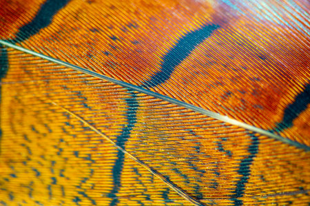 Experience the stunning beauty of pheasant feathers. Each feather displays vibrant hues and intricate patterns.の写真素材