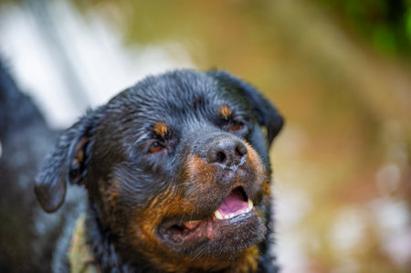 This Rottweiler is loyal and trustworthy. An ideal companion for any family or individual. Provides unconditional love and friendship. An example of the true meaning of the word man's best friend.の写真素材