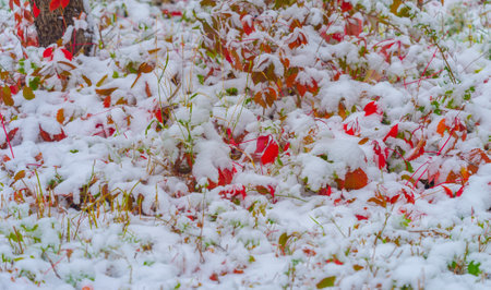 The first snow fell on autumn leaves. Autumn has come golden. Nature trembles, turns pale, As a victim, he left majestically .の写真素材