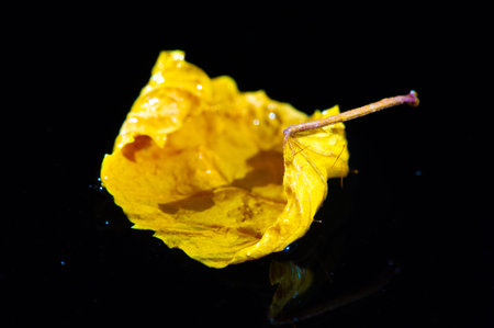 A bright and colorful leaf stands out against a dark background. Dry leaves can be used for crafts....