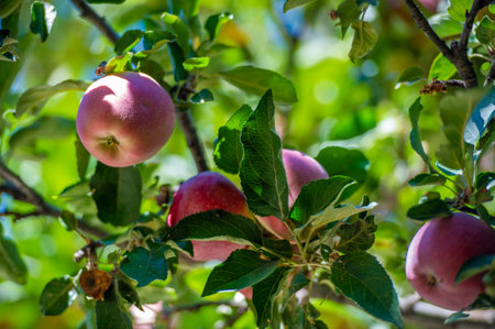 Apples. In fact, there was no chocolate in ancient Greece, but Aphrodite loved apples. It was her sacred fruit, perhaps because it was beautiful and sweet, just like herself.の写真素材