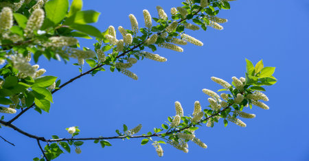 Bird cherry flowers. Amazing aromatic woody taste. In the spring, nectar-loving animals flock to...