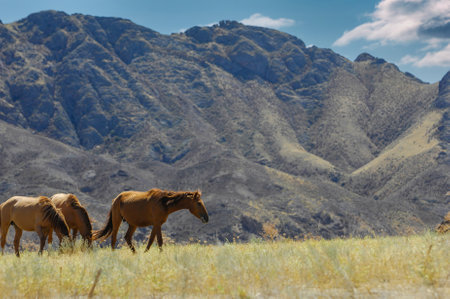 Enjoy the beauty of wild horses in their natural habitat. Watch them graze peacefully in the stunning river delta. Enjoy the view of rocks against the backdrop of the steppe landscape.の写真素材