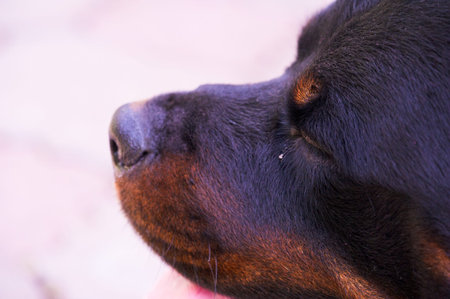 Meet my Rottweiler buddy, the ultimate canine companion!