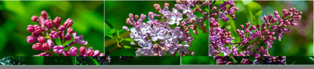 The lilac flower represents the resilient character of the people of New Hampshire. he personifies the strength and resilience of the inhabitants of the Granite State.の写真素材