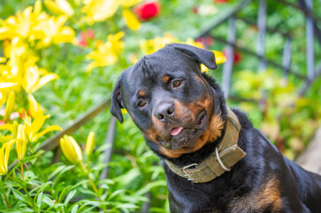 A loyal and trustworthy companion, this handsome Rottweiler is the epitome of canine friendship.の写真素材