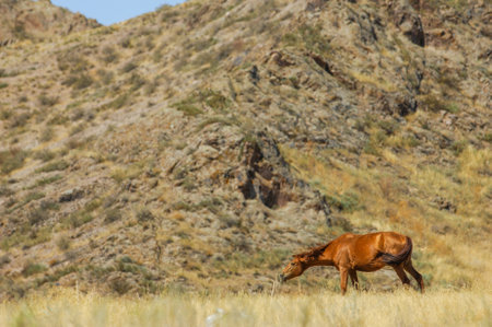 Beautiful images of horses in a natural setting. Stunning sunset background over the mountains. Conveys the essence of freedom and nature. Ideal for animal loversの写真素材