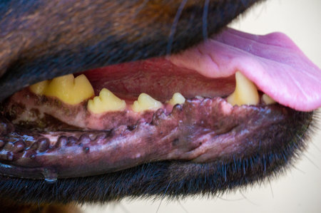 This alert pup demonstrates the strength and focus of canine instinct. Feel the strength and protection that this powerful force gives,の写真素材