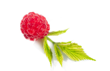 Raspberries. Wild red raspberries produce small, tart red berries. They are delicious fresh but also add flavor to jams or desserts.の写真素材