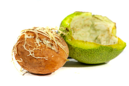 Walnut.の写真素材