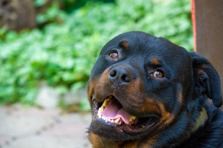 Quietly radiates a sense of power The embodiment of the essence of Rottweiler life