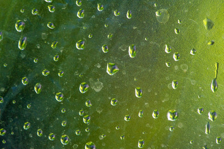 Experience the vibrant colors and lush landscapes of summer Capture the beauty of raindrops glistening on green leaves Immerse yourself in the refreshing sensation of nature during the summer seasonの写真素材