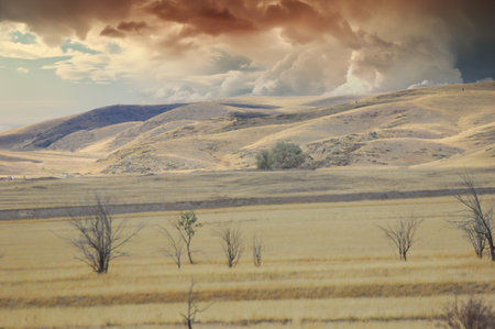 prairie, plain, desert. Witness the mesmerizing dance of flowers as the sun bids farewell to the desertの写真素材