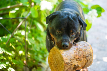 A touching image of a devoted Rottweiler. An example of the bond between true friends. Unconditional love depicted in this touching moment.の写真素材