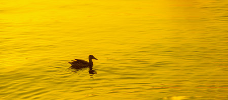 Enjoy the peaceful and serene scene with ducks swimming in the river. Enjoy the tranquility as the setting sun creates a beautiful backdrop. The perfect moment to relax and unwindの写真素材