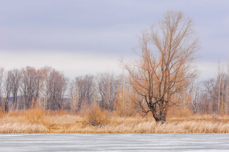 Feel the beauty of nature awakening after winter. Witness the river flow with new life in spring. See the trees begin to leaf out and bloom after being bare all winter.の写真素材