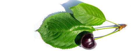 The cherry is the main subject of the photo. The shot was taken against a plain white background to draw attention to the cherry. The image shows the natural beauty and vibrant color of the cherry.の写真素材