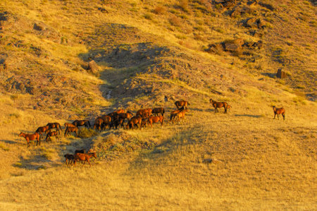 Enjoy the breathtaking beauty of a Central Asian sunset over the cliffs and river steppe. Connect with nature in a unique and serene setting. Explore the region's diverse landscapes and wildlife,の写真素材