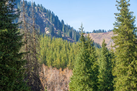 The autumn forest is a stunning spectacle of bright colors. The beauty of nature comes alive with fiery reds golden yellows and rustic oranges. In autumn, a breathtaking canvas awaits in the mountainsの写真素材