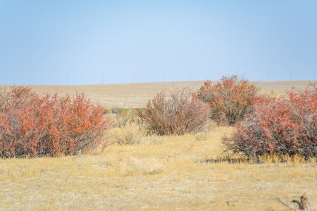 Autumn, Steppe. Prairies. Barberry. As the seasons change and summer gives way to autumn, these bushes paint the landscape with a vibrant palette of fiery reds and glowing reds.の写真素材