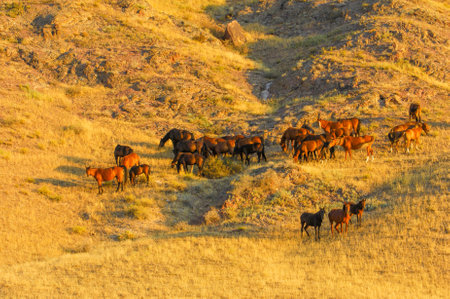 Beautiful view of the sunset over the river. Horses graze peacefully in a picturesque setting. A peaceful and serene scene to enjoy the beauty of nature.の写真素材