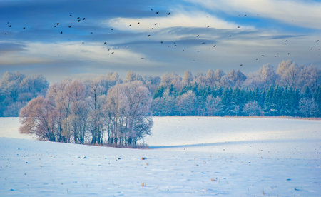 Calm winter morning surrounded by trees and grass. The beauty of nature in the early morning light. Serene landscape with frost-covered trees and green grass.の写真素材