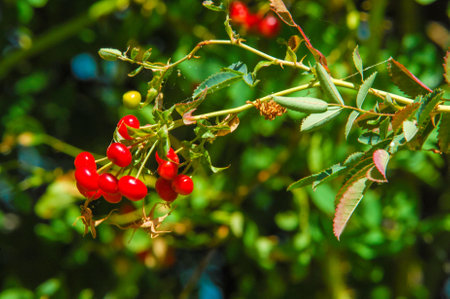 High content of vitamin C and antioxidants. Can be used in skin care products due to its anti-inflammatory properties. May help strengthen the immune system. Commonly used as a cold and flu remedy.の写真素材