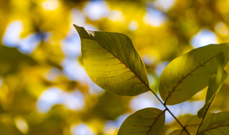 Autumn leaves of a walnut. Isn't this a real autumn day? It is the calm melancholy that I love that harmonizes life and nature.の写真素材