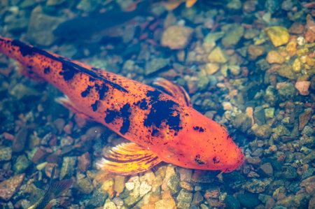 A Mesmerizing Dance of Elegance and Grace The vibrant hues of these koi fish glide effortlessly through the calm waters, capturing the true beauty of nature. Underwater Serenityの写真素材