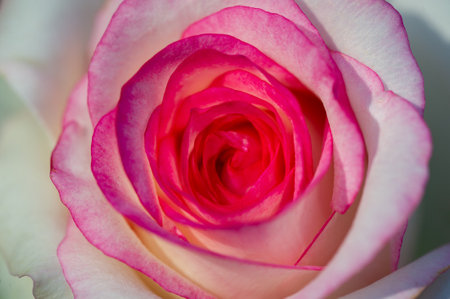 Garden rose. Shallow depth of field. Vitality fills the entire bouquet, fully opening into a large flower with a high center, ruffled petals, and an intoxicating scent of lavender.の写真素材