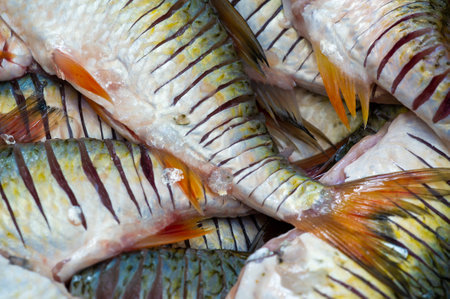 The fish is ready to eat. Fatty fish are also particularly rich in long-chain omega-3 fatty acids, which help support heart health.の写真素材