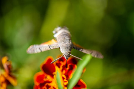 An amazing hawk moth gracefully perched on a bright flower. Capture the beauty and vibrancy of...