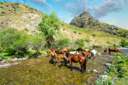 Horses gather on the river bank to quench their thirst. Their powerful bodies reflect in the water as they drink. The sound of hooves splashing on the river fills the air.の写真素材