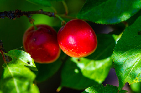Prunus cerasifera is a species of plum known by the common names cherry plum and world balance plum. It is native to southeastern Europe and western Asia, and is naturalized in the British Islesの写真素材