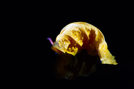 Beautiful contrast between the bright yellow hibiscus leaf and the dark background. Stunning visual composition for photos or artwork. The dried leaf adds unique texture and dimension to any project.の写真素材