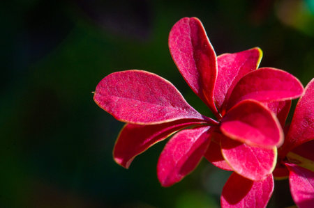 Decorative barberry. Adds vibrant color to any landscape. Drought resistant and does not require special care. Provides year-round interest with its colorful foliage. Great for hedges,の写真素材