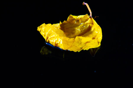 A bright and colorful leaf stands out against a dark background. The contrast of colors creates a...