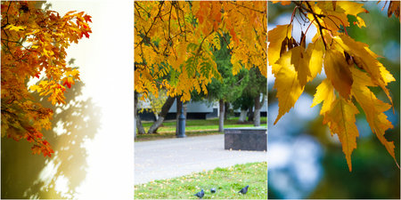 The colors of autumn are captured in all their glory Experience the beauty of nature during this special season Join us for a scenic tour of stunning fall foliageの写真素材