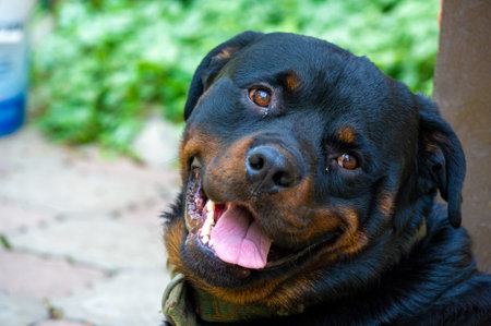 Fearless guardian Quietly radiates a sense of power The embodiment of the essence of Rottweiler lifeの写真素材