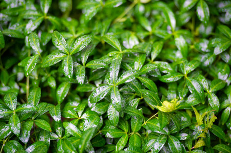 Experience the beauty of nature in the summer season Feel refreshed by the sound and touch of rain on green leaves Immerse yourself in the tranquility of a summer rain showerの写真素材