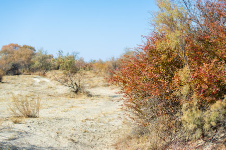 Autumn, Steppe. Prairies. Barberry. Nature's resilience knows no bounds! Dotting the desert landscape, these colorful bushes remind us of the eternal cycle of life.の写真素材