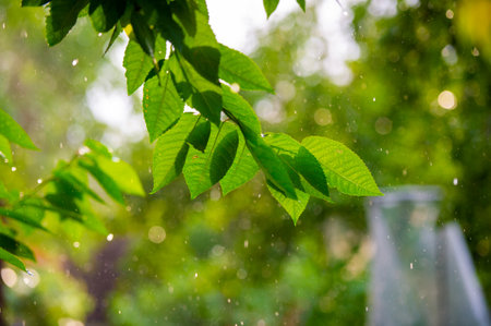 Nature's beauty comes alive during the summer rain The vibrant green leaves glisten in the refreshing rainfallの写真素材