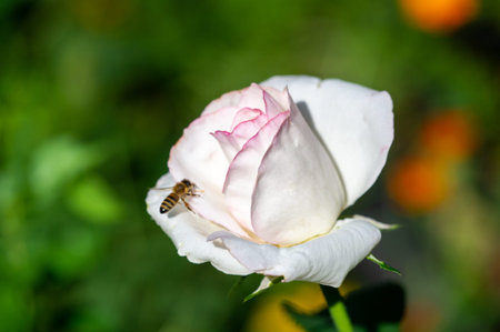 Garden rose. Shallow depth of field. Vitality fills the entire bouquet, fully opening into a large...
