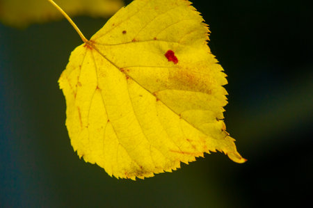 Experience the beautiful change of seasons in nature. Take stunning photos of vibrant fall foliage. Enjoy the peaceful and serene atmosphere of autumn outdoors.の写真素材