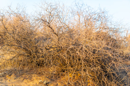 The Dunes: Let your worries melt away as you gaze at the mesmerizing horizon. Experience the magic of wandering through this golden oasis.の写真素材