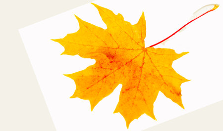 Stunning close-up shots of autumn maple leaves. Intricate details and vibrant colors are captured. Ideal for nature photography enthusiasts or fall-themed projects.の写真素材